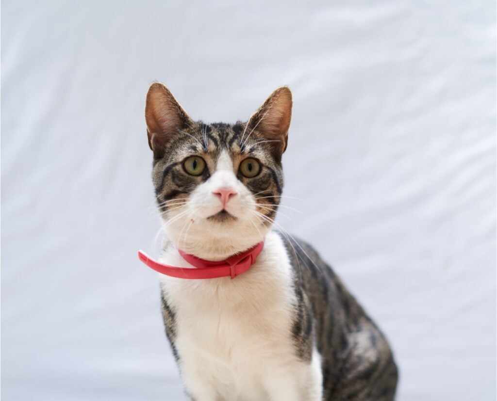 Toby the cat with a red collar.